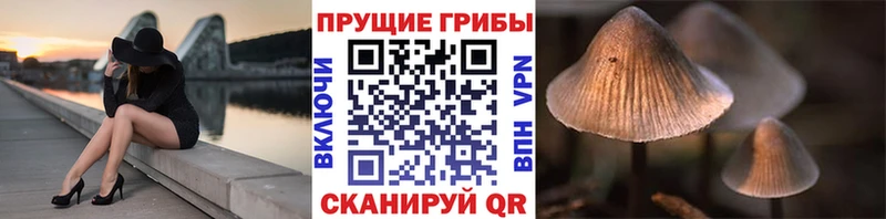 Псилоцибиновые грибы GOLDEN TEACHER  Купить где  Советский 